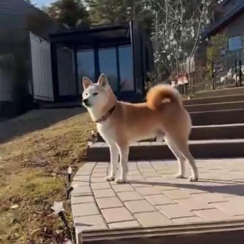 楽しそうな柴犬