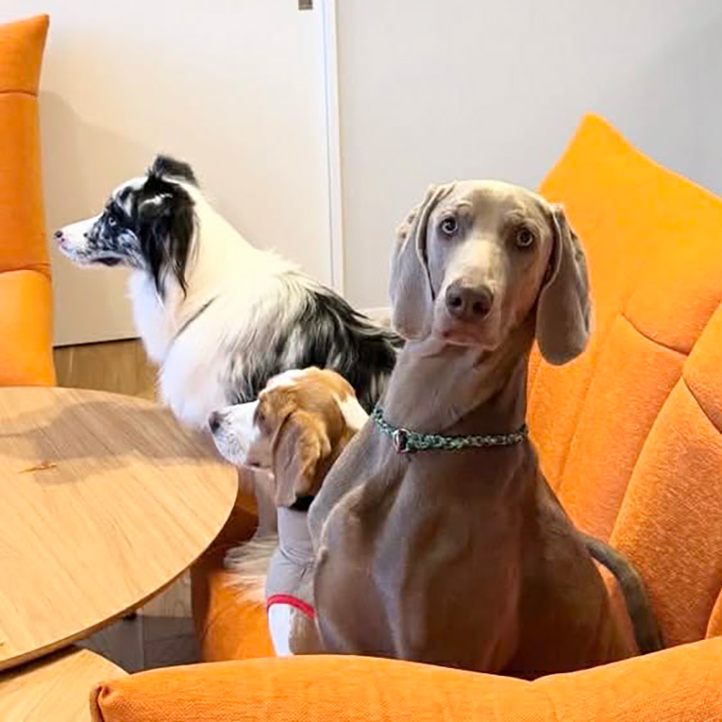 大人5人、大型犬、中型犬、小型犬で宿泊