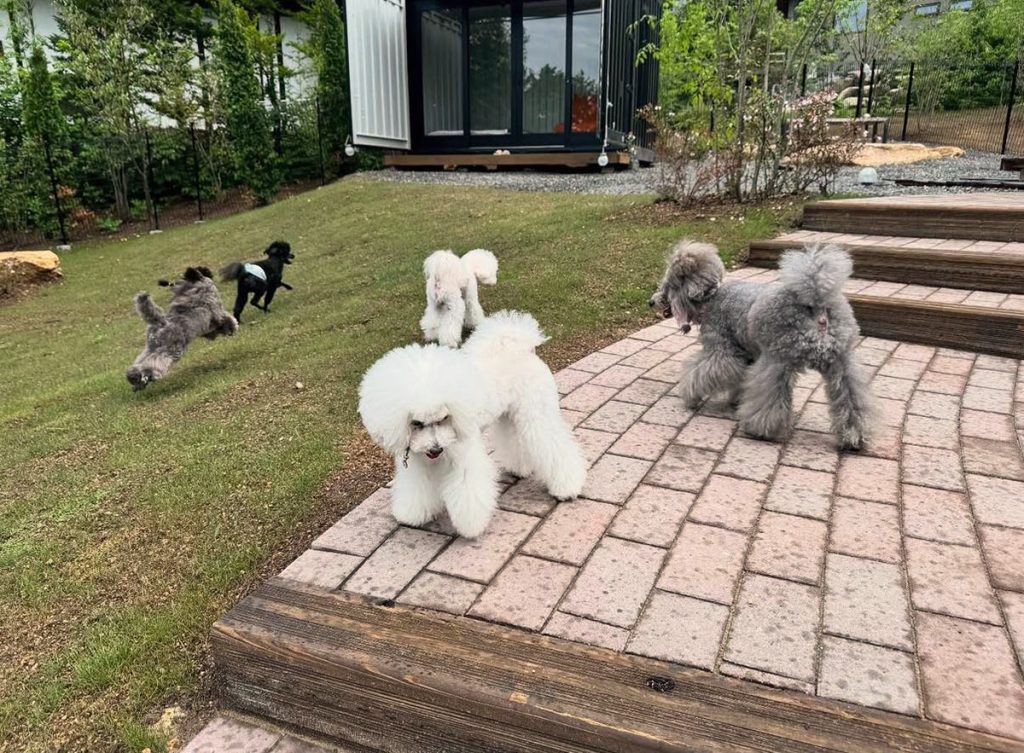 ノーリードで思いっきり⾛らせたい