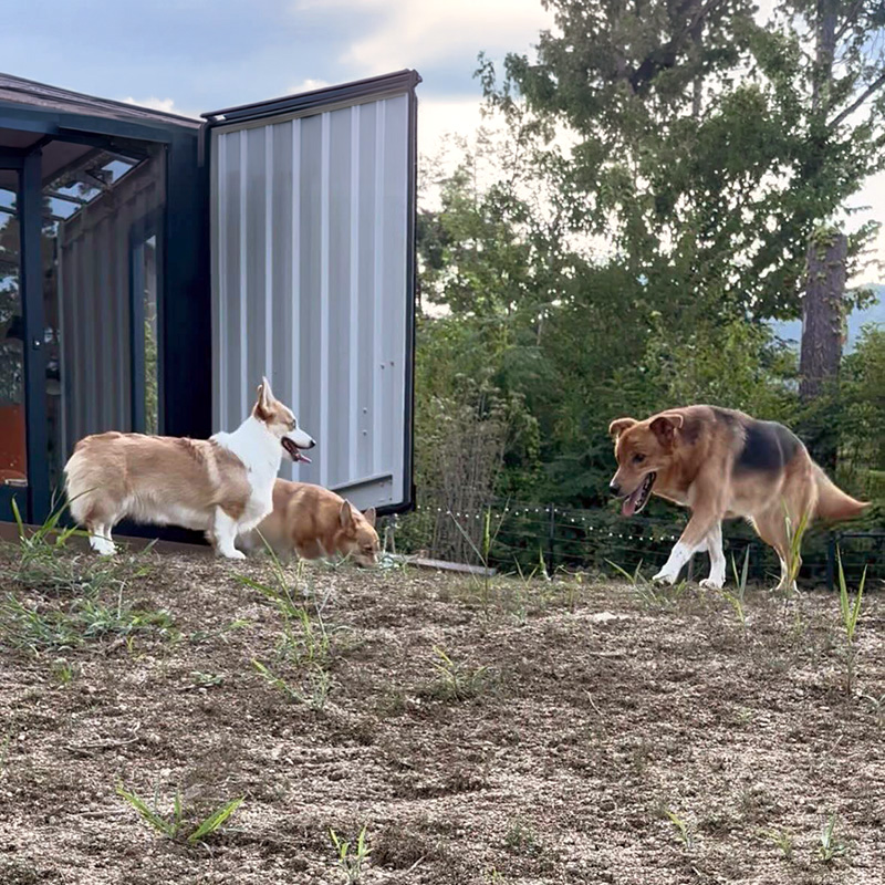 他のワンちゃんの毛や埃もなく快適